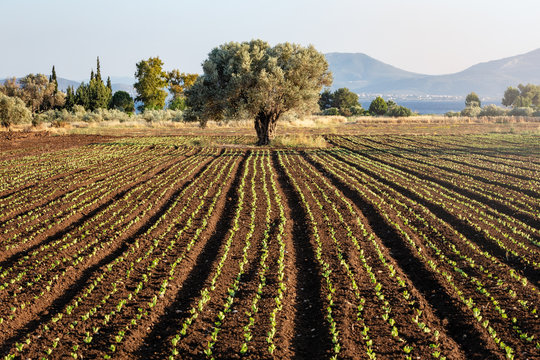 Olive Tree in a Field of Spinach