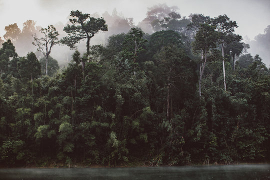 Fototapeta Jungles in mist.