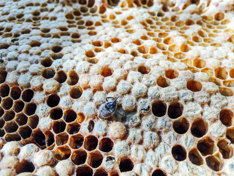 Animals: Bees hatching out of their honeycomb