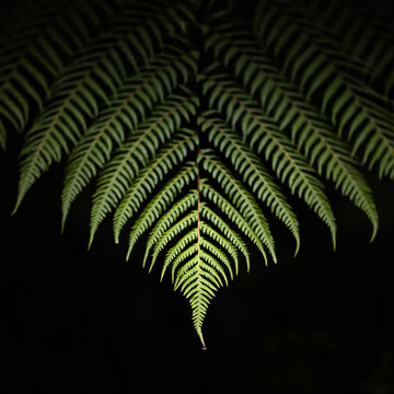 Forrest fern with water drop