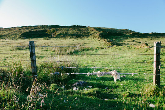 wool caught on barbwire fence