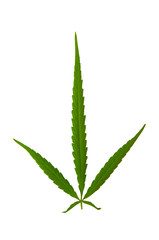 Cannabis leaf, marijuana isolated over white background