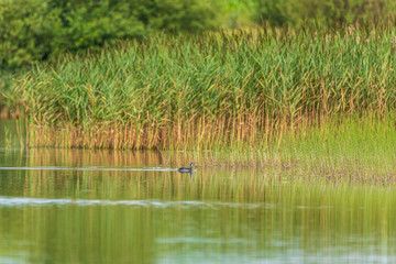 A duck swims in the lake. Photographed from a distance.