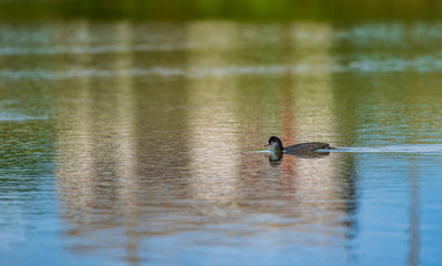 A duck swims in the lake. Photographed from a distance.