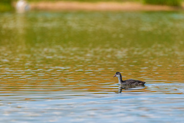 A duck swims in the lake. Photographed from a distance.