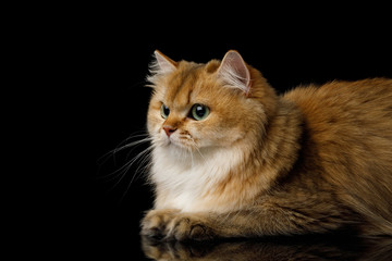 Close-up British Cat Red Chinchilla color with Green eyes Lying on Isolated Black Background, side view