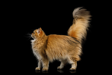 Adorable British Cat Red Chinchilla color with Furry Tail Walk on Isolated Black Background, side view
