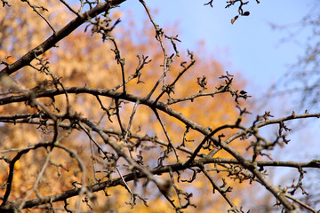Fototapeta na wymiar Autumn background. Bare tree branches against a yellow forest and sky. Cropped shot, horizontal, free space, no people, blur, outdoors, close-up. Concept of the seasons, natural beauty.