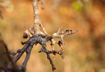 Autumn background. Dry branches with moss on the background of yellow bokeh. Cropped shot, horizontal, free space, without people, view from above, outdoors, close-up. Concept of the seasons, natural 