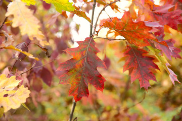 Autumn background. A branch with red oak leaves against a bokeh background. Cropped shot, horizontal, free space, without people. Concept seasons and natural beauty.