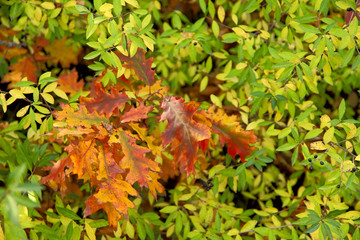 Autumn background. A branch with red leaves of an oak among green leaves. A cropped shot, horizontal, free space, without people. The concept of the seasons and natural beauty.