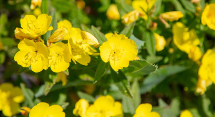 Beautiful yellow little flowers in a field in nature