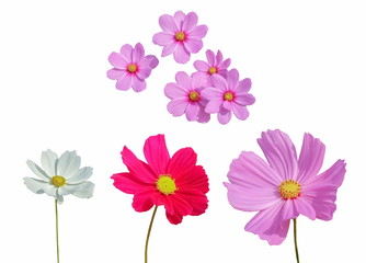 Beautiful white, red and pink Garden Cosmos (Cosmos bipinnatus) blossom blooming isolated on white background.