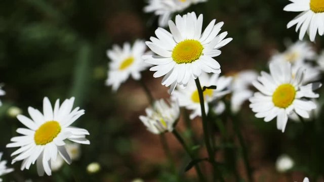 White daises in field, close up