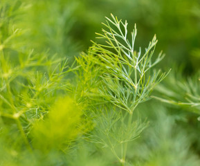 Green leaves on dill as a background