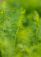 Green leaves on dill as a background