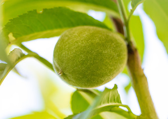Green peach on a tree branch in nature