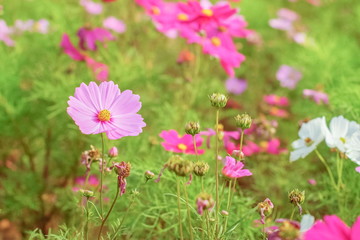 Soft focus Pink Garden Cosmos (Cosmos bipinnatus) blossom blooming in garden with green nature blurred background.