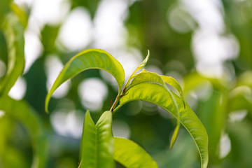 Peach leaves on a tree branch