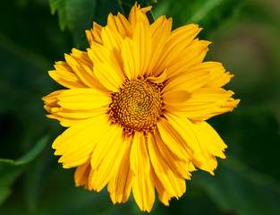 Beautiful yellow little flowers in a field in nature