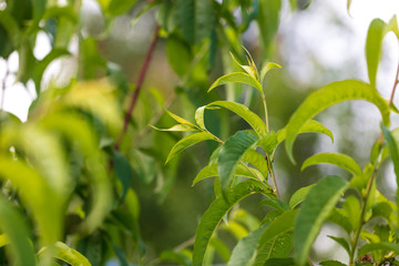 Peach leaves on a tree branch