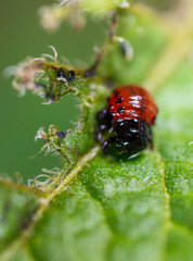 Red Colorado beetles on potato leaves
