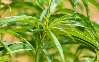 Green leaves on the plant as background