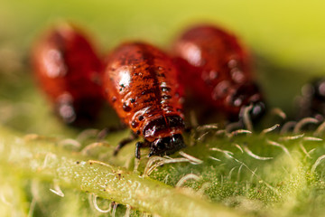 Red Colorado beetles on potato leaves