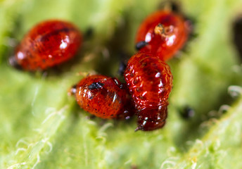 Red Colorado beetles on potato leaves