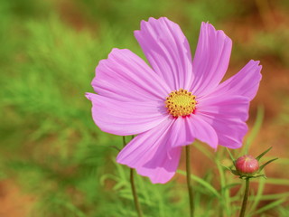 Fototapeta premium Soft focus Pink Garden Cosmos (Cosmos bipinnatus) blossom blooming in garden with green nature blurred background.