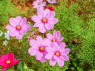 Fototapeta premium Soft focus Pink Garden Cosmos (Cosmos bipinnatus) blossom blooming in garden with green nature blurred background.