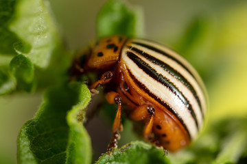 Adult Colorado potato beetle on potato leaves