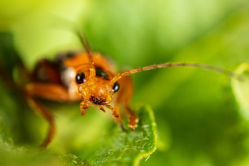 Portrait of a beetle on nature. Macro photo