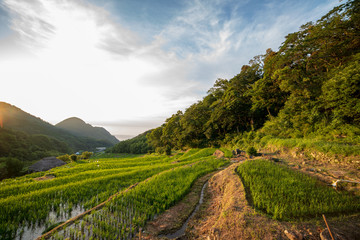 Japanese style rice field(Tanada), Japan