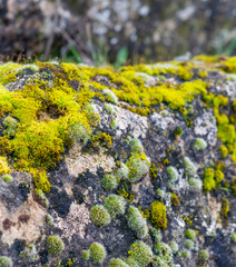 moss on top a rock in a garden