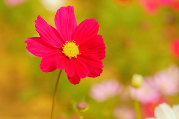 Obraz premium Beautiful Red Garden Cosmos (Cosmos bipinnatus) blossom blooming in garden with green nature blurred background.