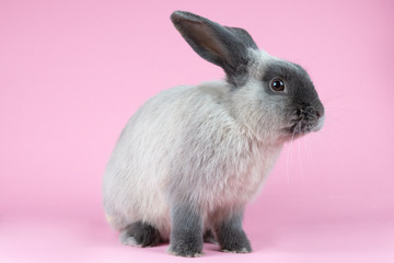 Lop Rabbit on Isolated Background