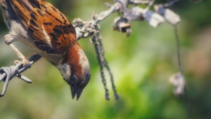 hummingbird and flower