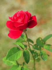 Beautiful Red Rose Blossom on branch in garden with nature blurred background.