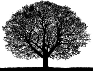 Black silhouette of a tree without leaves on white background.