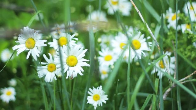 White daises in woodland landscape, close up