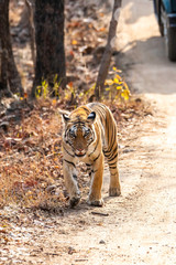 A female tigress walking in the safari track inside Pench tiger reserve during a wildlife safari