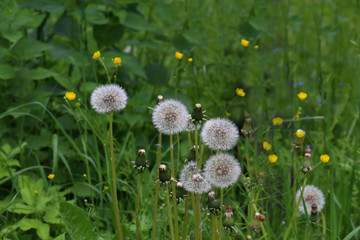 Old dandelions on a blurry green background