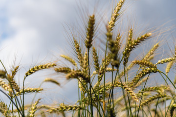 Yellow spikes against cloudy sky.