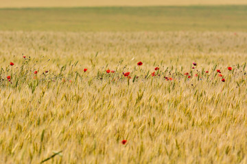 Red poppy (common names: corn poppy, corn rose, field poppy, Flanders poppy, red poppy, red weed, coquelicot) blooming on field, shallow DOF background. - Image