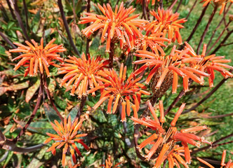 beautiful orange flowers