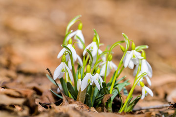 Snowdrop spring flowers. Delicate Snowdrop flower is one of the spring symbols telling us winter is leaving and we have warmer times ahead. Fresh green well complementing the white Snowdrop blossoms.
