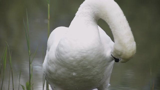 Swan cleans itself by the lake