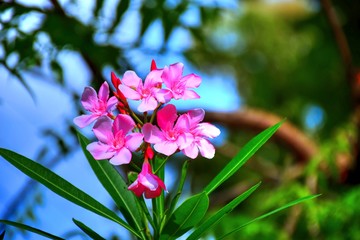 Pink flowers wilting in the harsh sun