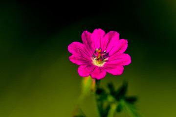 Obraz premium pink wild flower in the garden